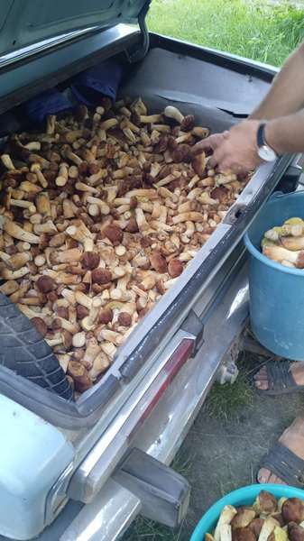 Клондайк: де на Волині люди назбирали цілий багажник грибів (фото)