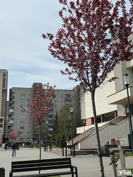 Де у Луцьку зацвіла ціла алея унікальних іранських слив (фото)