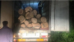 На Волині затримали вантажівку з дубовими колодами (фото)