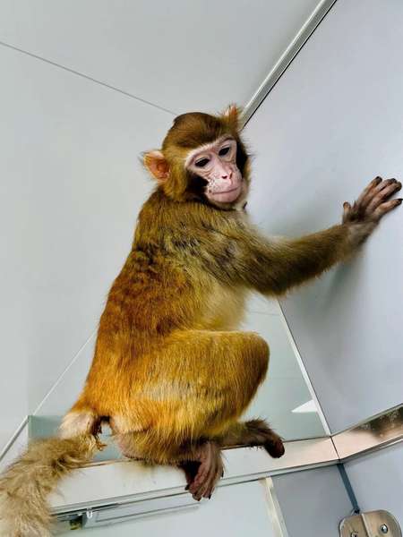 Вчені показали, який вигляд має клонована мавпа через два роки (фото)