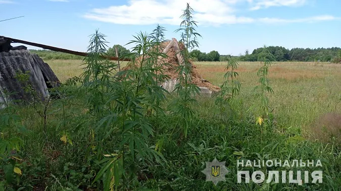 На городі у волинянина знайшли понад 150 рослин коноплі (фото)