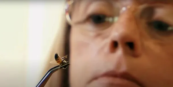 До 100 укусів на тиждень: як живе жінка, залежна від отрути бджіл (фото)