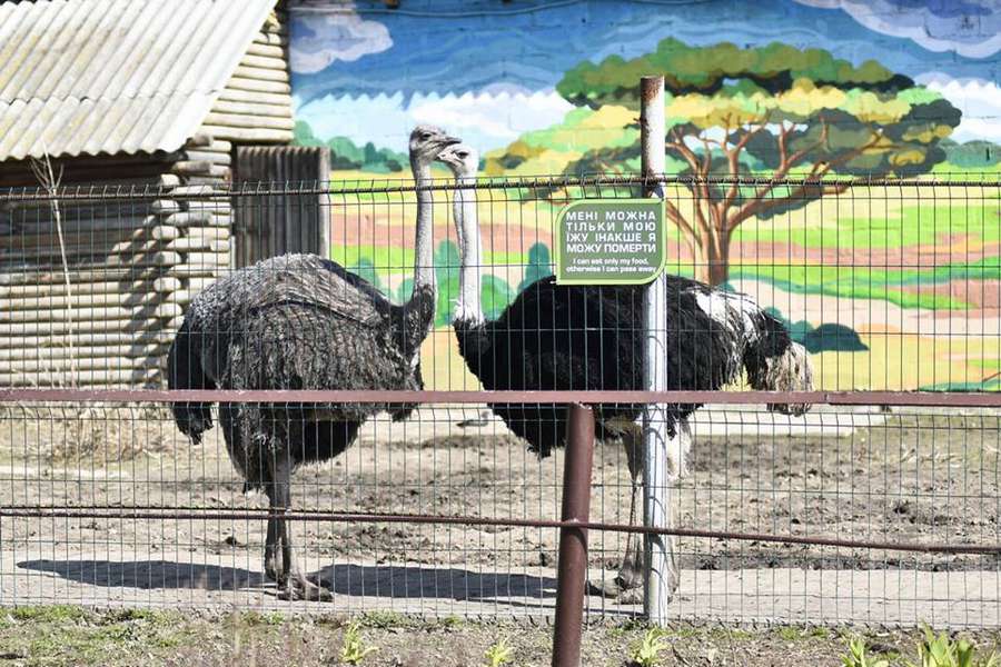День птахів: Луцький зоопарк показав «винуватців» свята (фото)