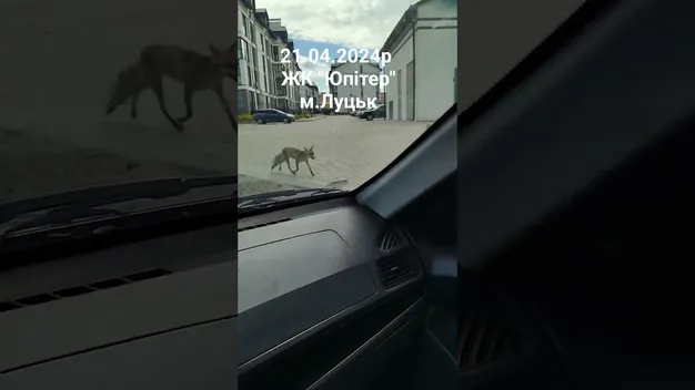 Худа й облізла: біля Луцька на території житлового комплексу вже місяць розгулює лисиця (відео)