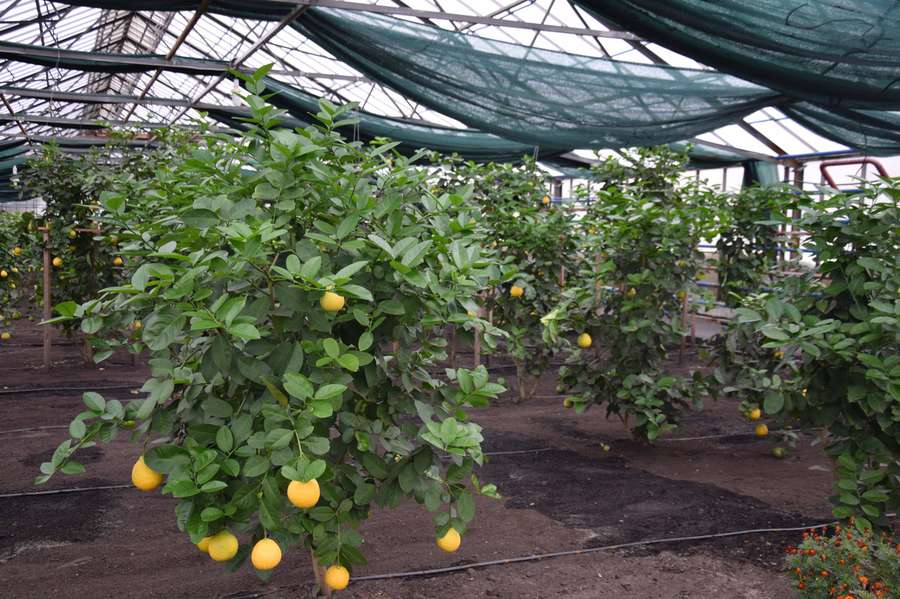 На Волині вирощують величезні лимони (фото)