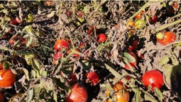 Родитимуть до заморозків: як біля Луцька збирають дешеві помідори (фото)