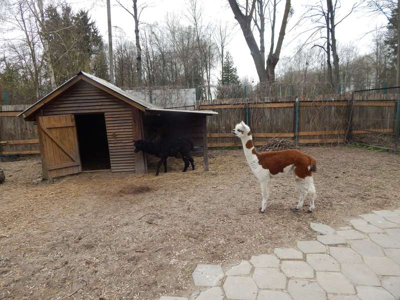 Альпака-холостяк з Луцького зоопарку має нову подружку (фото)