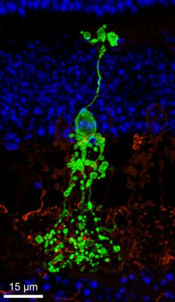 Дослідники виявили новий тип нервових клітин у сітківці ока (фото)