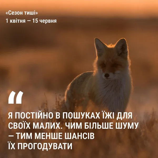 У лісах Волині заборонили кричати
