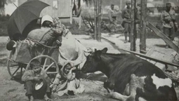 Корови, клунки, люди: показали біженців Першої світової на Волині (столітні фото)