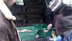 У Луцьку продавали сумнівну рибу (фото) 