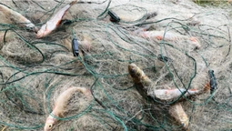 На Волині браконьєр на човні наловив риби на понад 350 тисяч гривень (фото, відео)