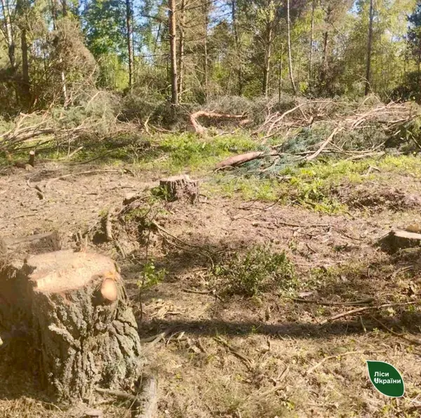 На Камінь-Каширщині зрубали 90 дерев (фото)