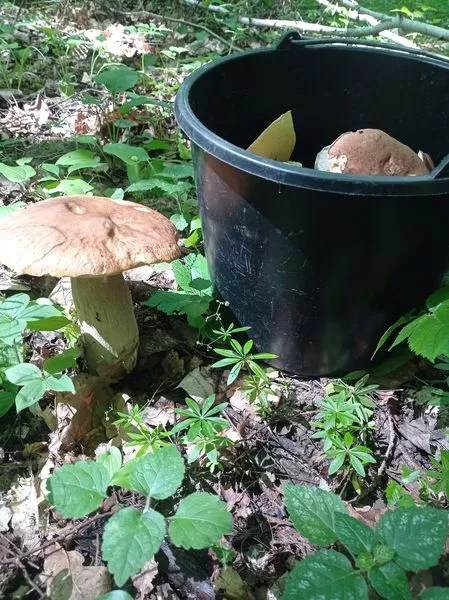 Два відра за дві години: де на Волині збирають білі гриби (фото, відео)