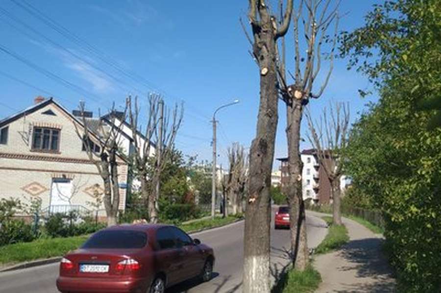 «Це важко назвати деревом»: що не так із кронуванням в Луцьку (відео)