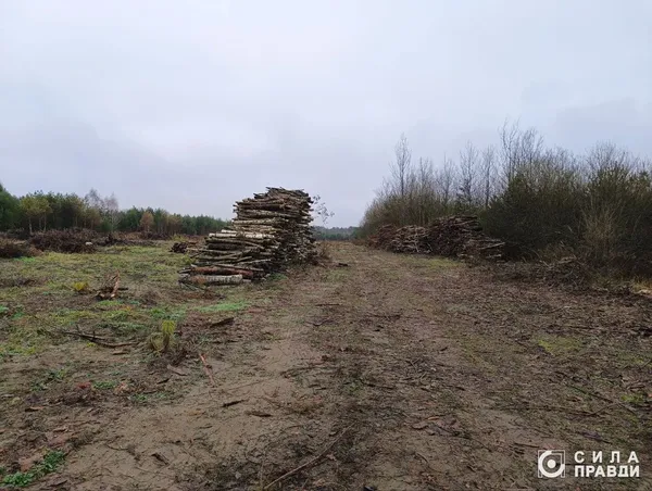 На місці вирубки складені зрубані дерева