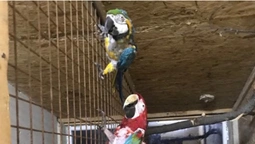 З викрадених із Луцького зоопарку папуг знущалися: один помер (фото 18+)