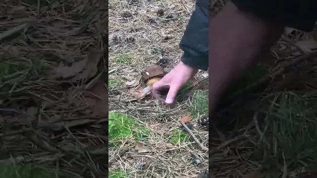 «Неочікувано ранні!»: на Волині вже збирають білі гриби (фото, відео)