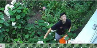 У Луцьку на ЛПЗ знову «обчистили» клумбу з квітами (відео)