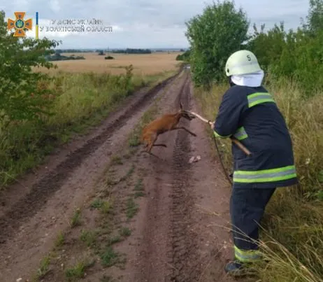 На Волині рятувальники витягнули з криниці козулю (фото)