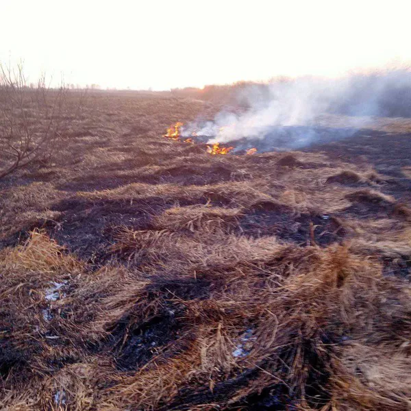 Вогонь охопив національний парк на Волині: у чому причина