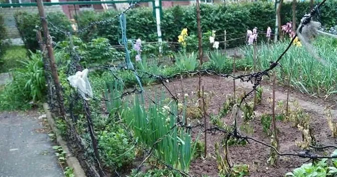 Лучанам нагадали, що городам у місті – не місце (фото)