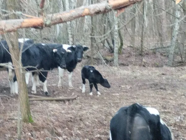 🐄 У стаді здичавілих корів у Чорнобилі народилося телятко (фото)