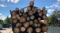 Трактор із сосною та ЗІЛ із дубом: на Волині знайшли деревину без документів (фото)