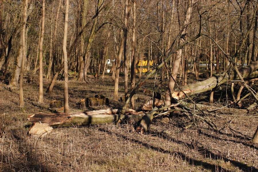 Бобри поїли: коли з луцького парку приберуть повалені дерева (фото)