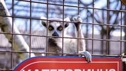 Луцький зоопарк потребує підтримки: як допомогти, аби не нашкодити