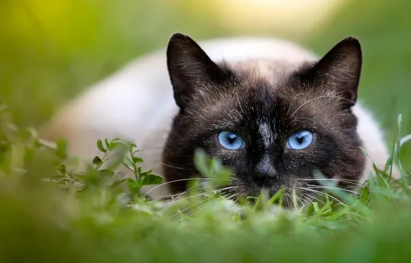 Безмежно віддані власникам: названо породи котів, які швидко прив’язуються