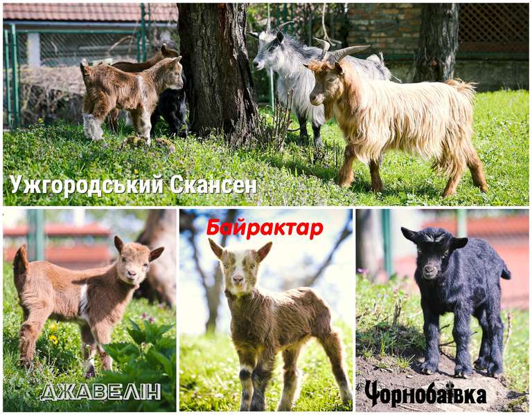 В Ужгородському скансені козенят назвали Байрактаром, Джавеліном і Чорнобаївкою (фото)