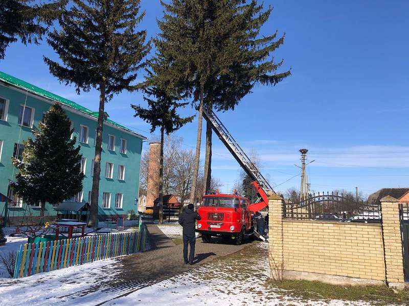 У Володимирі врятували кішку, яка три дні просиділа на дереві (фото)