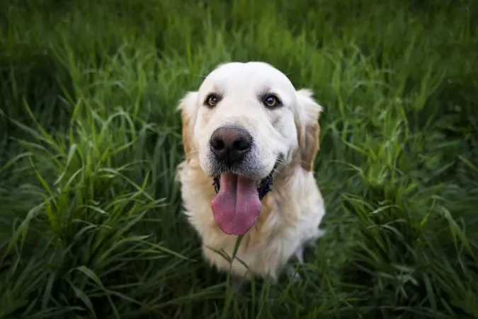 Не образять і мухи: 7 найдобріших порід собак у світі