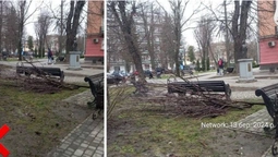 Дерева кронували, а гілля не прибрали: у центрі Луцька захарастили сквер (фото)