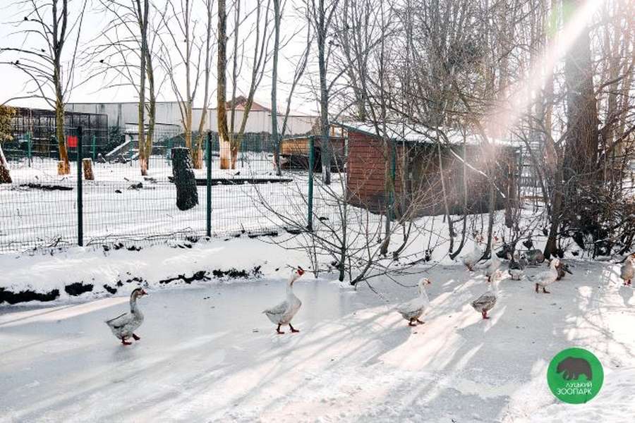 Рогаті і пернаті на снігу: мешканці Луцького зоопарку вийшли на прогулянку (фото)