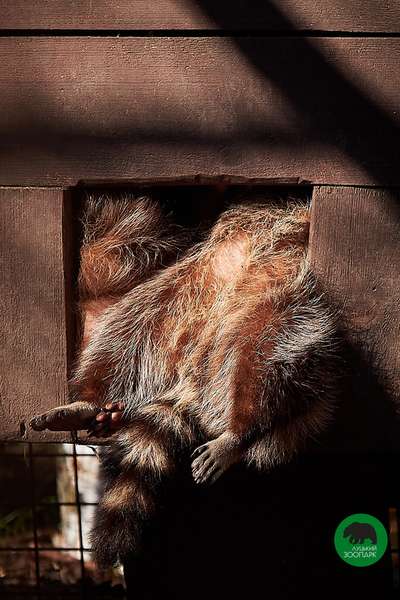 Гріють носики, хвостики й животики: як мешканці Луцького зоопарку приймають сонячні ванни (фото)