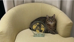 Кіт-блогер Степан з України отримав престижну міжнародну премію (фото)