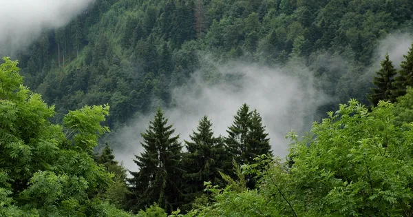 Чому люди, які живуть біля лісу, хворіють рідше