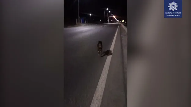 У Жидичині трасою вештався пес із пластиковою пляшкою на голові (відео)