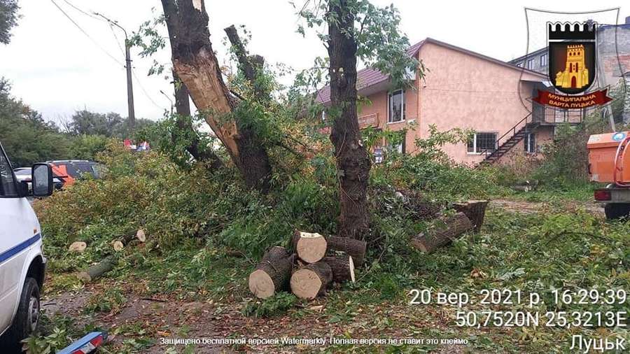 На Набережній у Луцьку самовільно порізали дерева (фото)