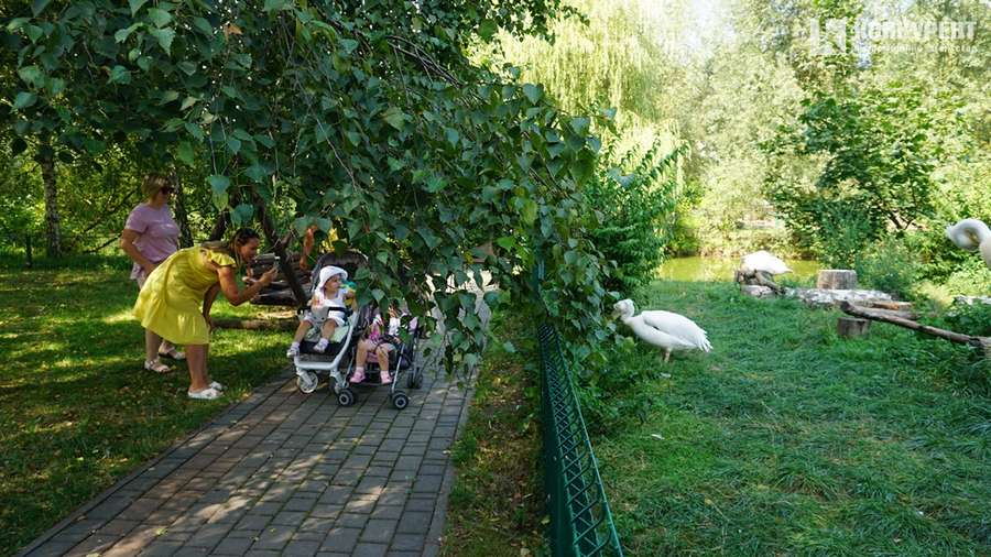 Спека і мокрі носики: останні дні серпня у Луцькому зоопарку (фото)