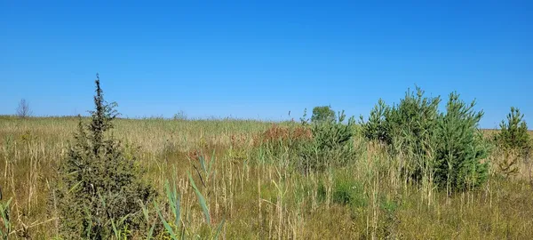 В нацпарку на Волині росте трава з минулих геологічних епох (фото)