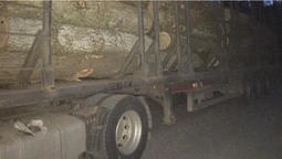На Волині зупинили вантажівку з незаконним дубом (фото)