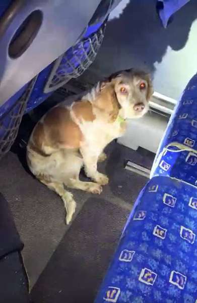 В «Ягодині» службовий собака «винюхав» під сидінням автобуса «травичку» (фото)