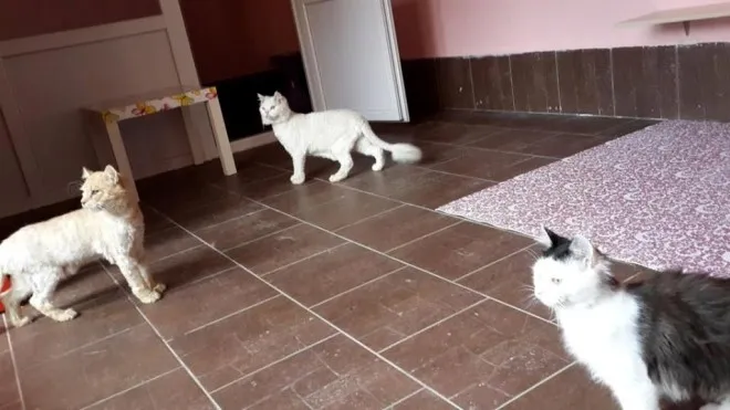 У Луцьку з'явиться «котячий» готель
