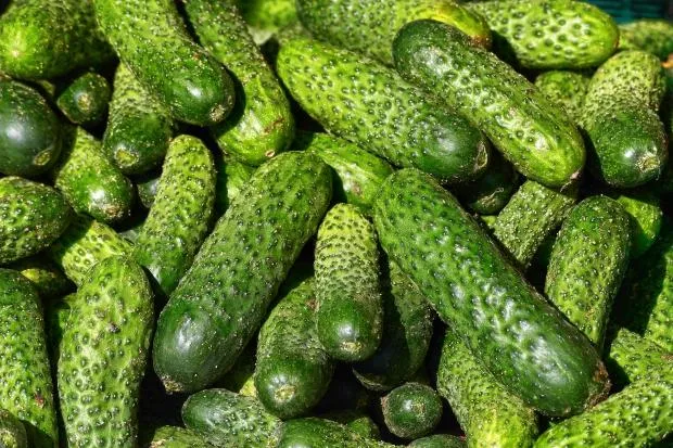 Що буде з організмом, якщо регулярно їсти огірки