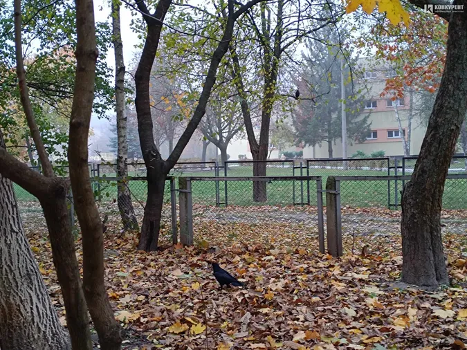 Луцьк знову втонув у тумані (фото)