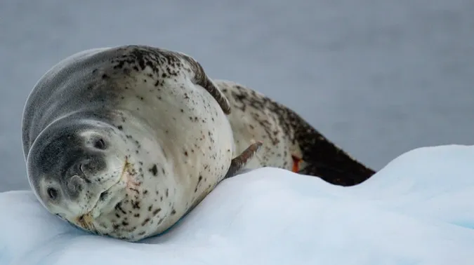 «Засмагає» на крижині: українські полярники показали незворушного морського леопарда