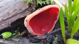 В нацпарку на Волині росте «ельфійський» гриб (фото)
